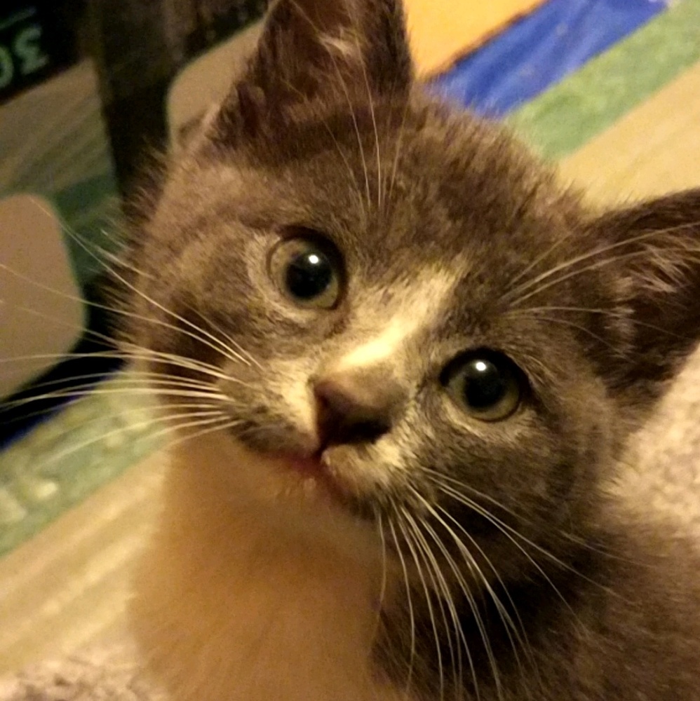 Meet your Posher, Miko